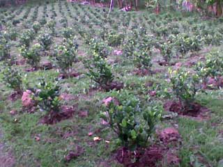 Gardenia Field