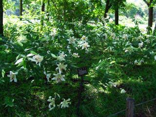 Group of Lilies of type used to produce Lily Essential Oil